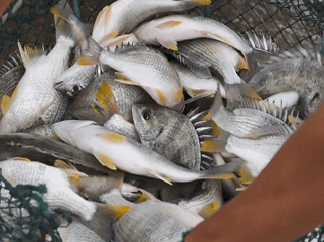 珠海這條魚，游進了央視！——農產品品牌化的成功之路