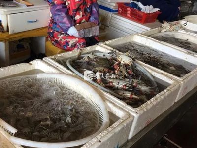 節后市場觀察 菜價回落水產品降價，農產品供需趨穩