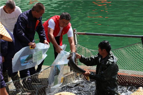 從“放水養(yǎng)魚”到“放魚養(yǎng)水” 安康嵐皋的生態(tài)致富新路徑