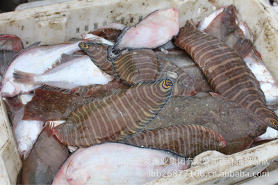 每日鮮貨，海捕直達(dá) 探秘山東鑫發(fā)漁業(yè)集團(tuán)的近海時(shí)令經(jīng)濟(jì)魚